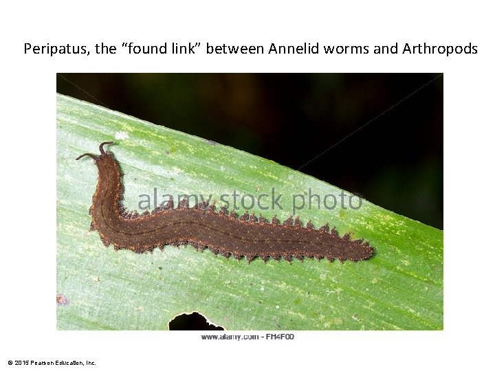 Peripatus, the “found link” between Annelid worms and Arthropods © 2015 Pearson Education, Inc.