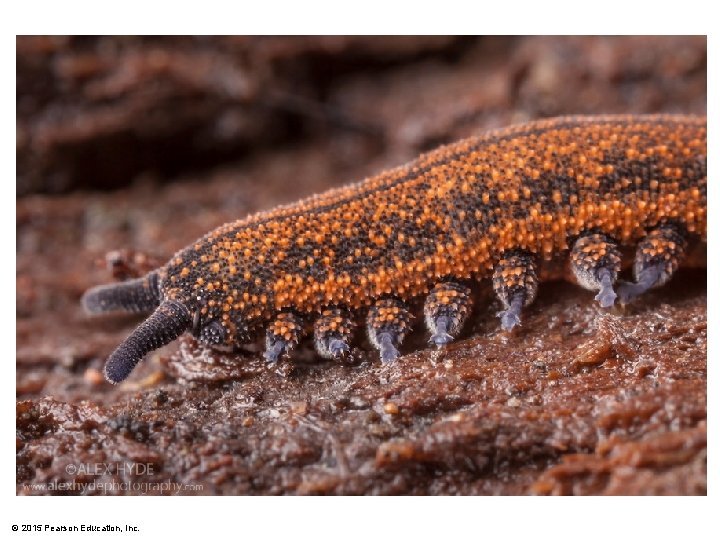 © 2015 Pearson Education, Inc. 