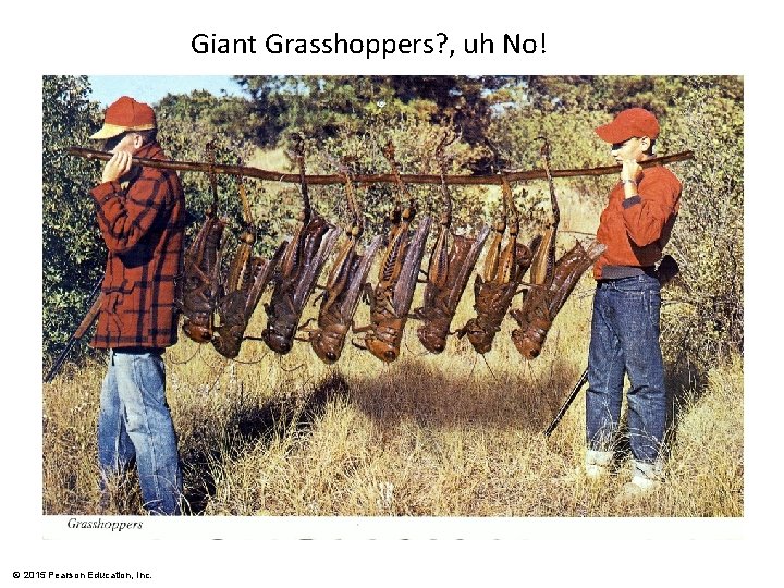 Giant Grasshoppers? , uh No! © 2015 Pearson Education, Inc. 