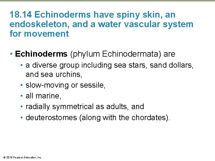 18. 14 Echinoderms have spiny skin, an endoskeleton, and a water vascular system for