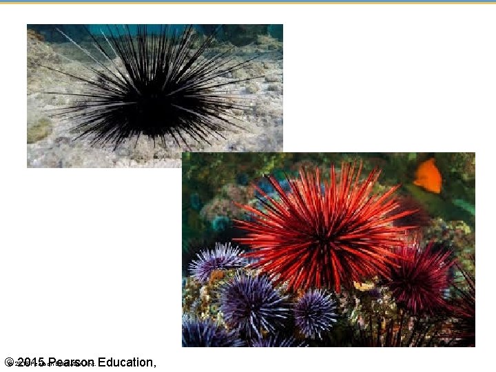 Pearson Education, Inc. Education, ©© 2015 Pearson 