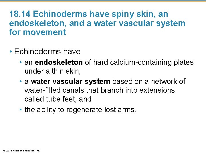 18. 14 Echinoderms have spiny skin, an endoskeleton, and a water vascular system for