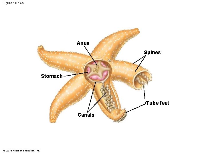 Figure 18. 14 a Anus Spines Stomach Tube feet Canals © 2015 Pearson Education,