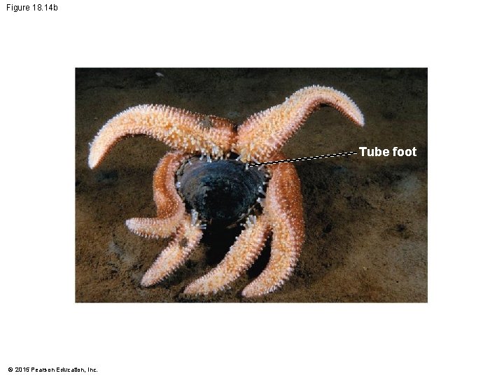 Figure 18. 14 b Tube foot © 2015 Pearson Education, Inc. 