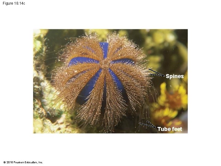 Figure 18. 14 c Spines Tube feet © 2015 Pearson Education, Inc. 