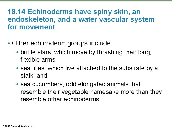 18. 14 Echinoderms have spiny skin, an endoskeleton, and a water vascular system for