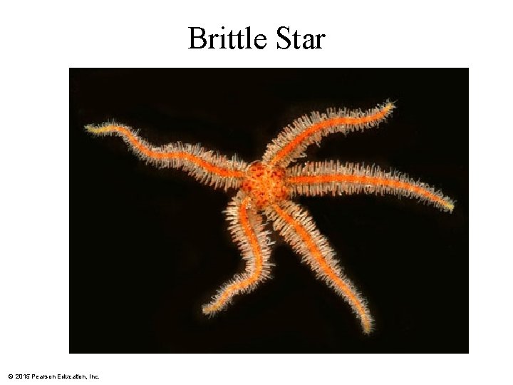 Brittle Star © 2015 Pearson Education, Inc. 