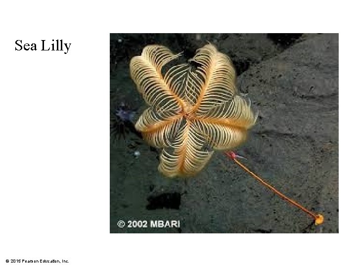 Sea Lilly © 2015 Pearson Education, Inc. 