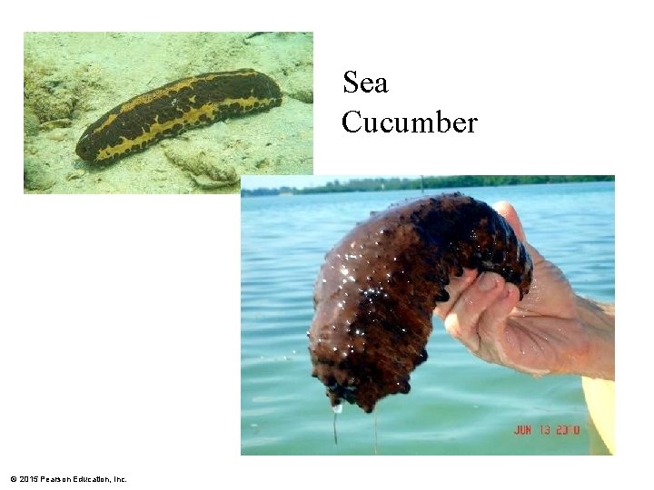 Sea Cucumber © 2015 Pearson Education, Inc. 