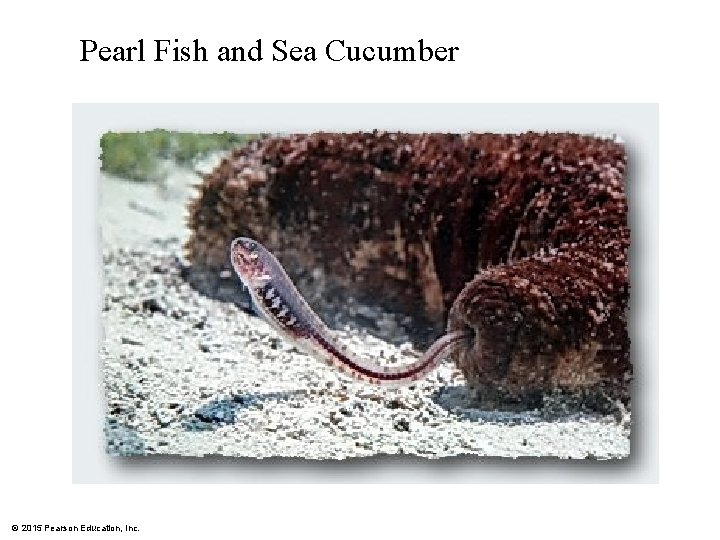 Pearl Fish and Sea Cucumber © 2015 Pearson Education, Inc. 