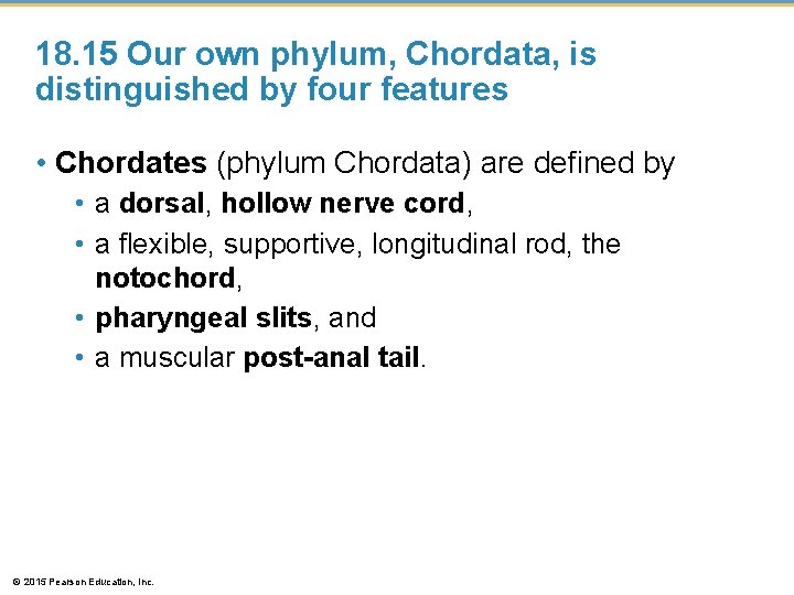 18. 15 Our own phylum, Chordata, is distinguished by four features • Chordates (phylum