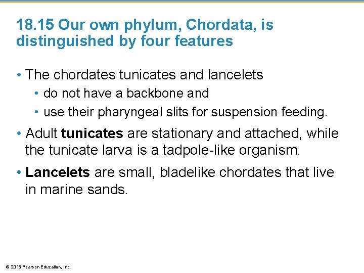 18. 15 Our own phylum, Chordata, is distinguished by four features • The chordates