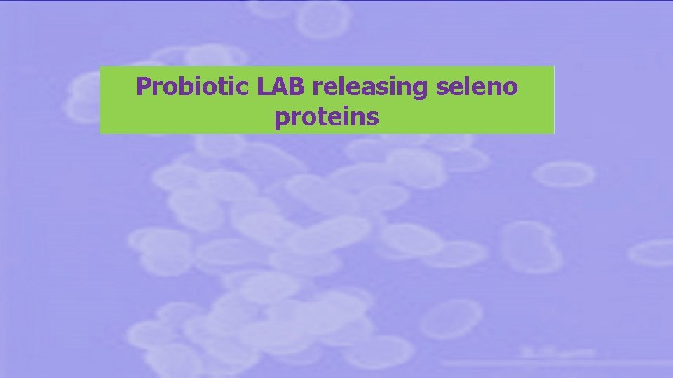 Probiotic LAB releasing seleno proteins 