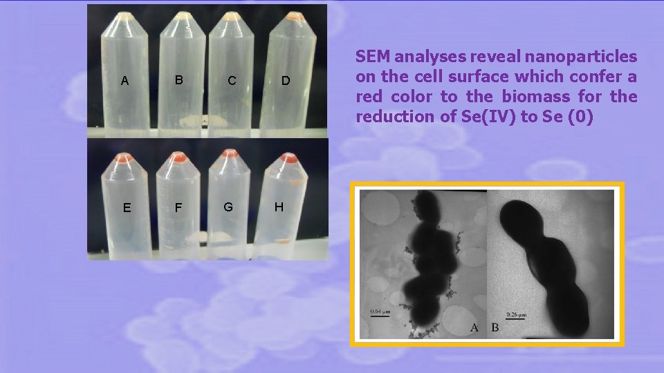 A B C E F G D H SEM analyses reveal nanoparticles on the