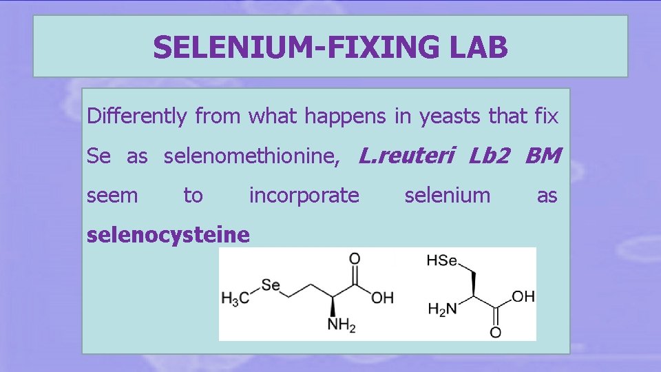 SELENIUM-FIXING LAB Differently from what happens in yeasts that fix Se as selenomethionine, L.