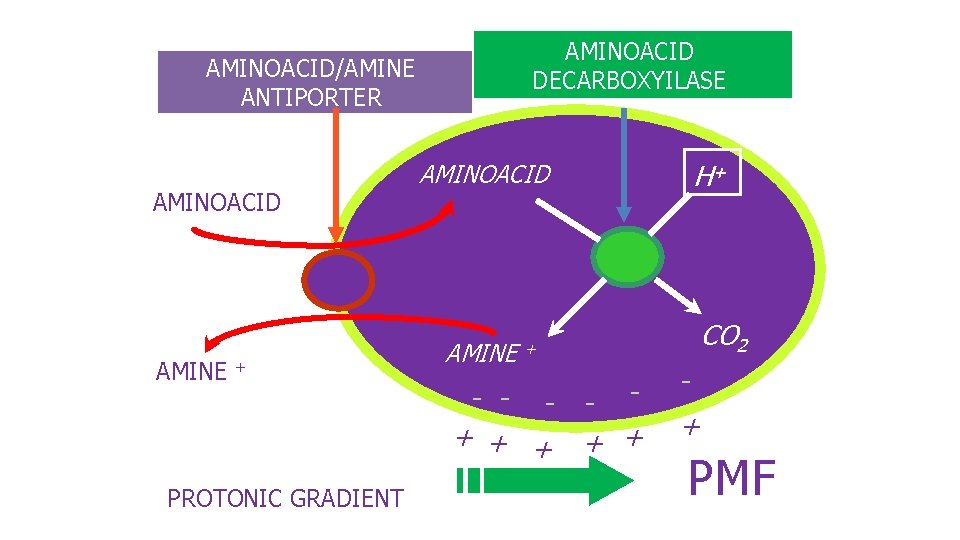 AMINOACID DECARBOXYILASE AMINOACID/AMINE ANTIPORTER AMINOACIDO AMINE + PROTONIC GRADIENT H+ AMINOACID AMINE CO 2