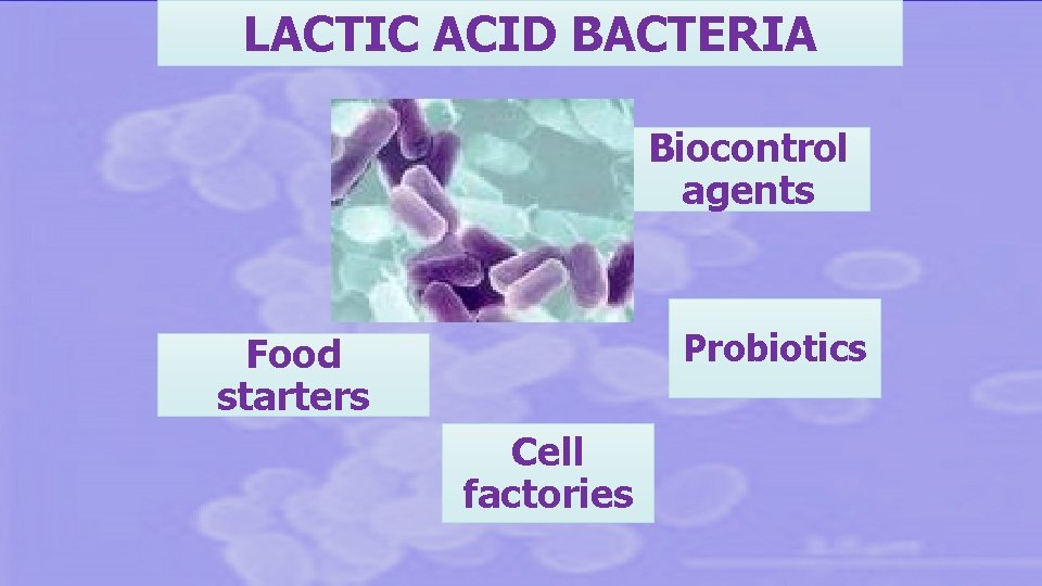 LACTIC ACID BACTERIA Biocontrol agents Probiotics Food starters Cell factories 