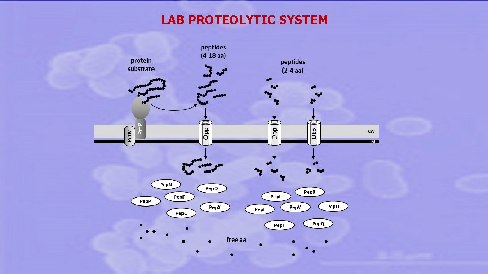 LAB PROTEOLYTIC SYSTEM 