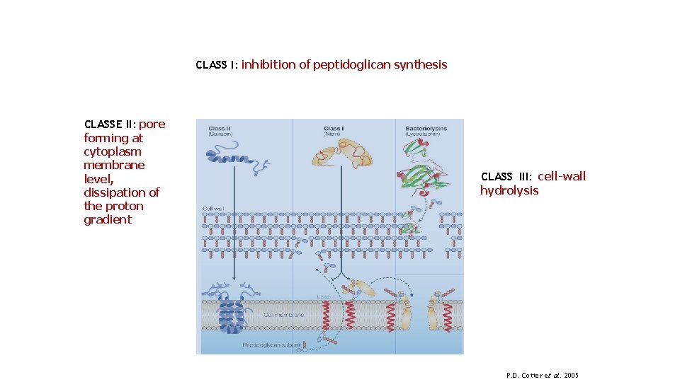 CLASS I: inhibition of peptidoglican synthesis CLASSE II: pore forming at cytoplasm membrane level,