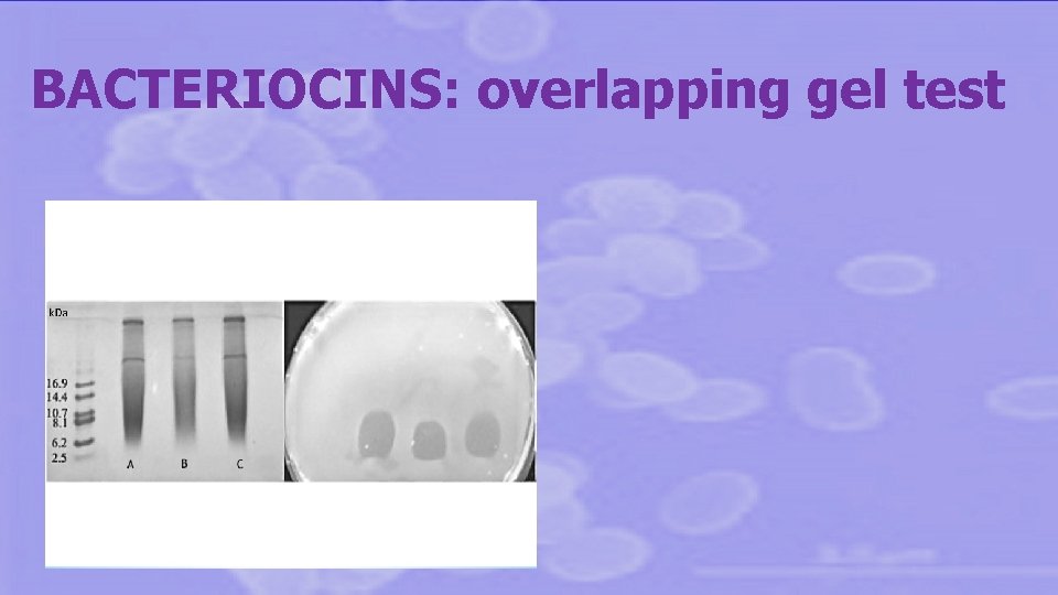 BACTERIOCINS: overlapping gel test 