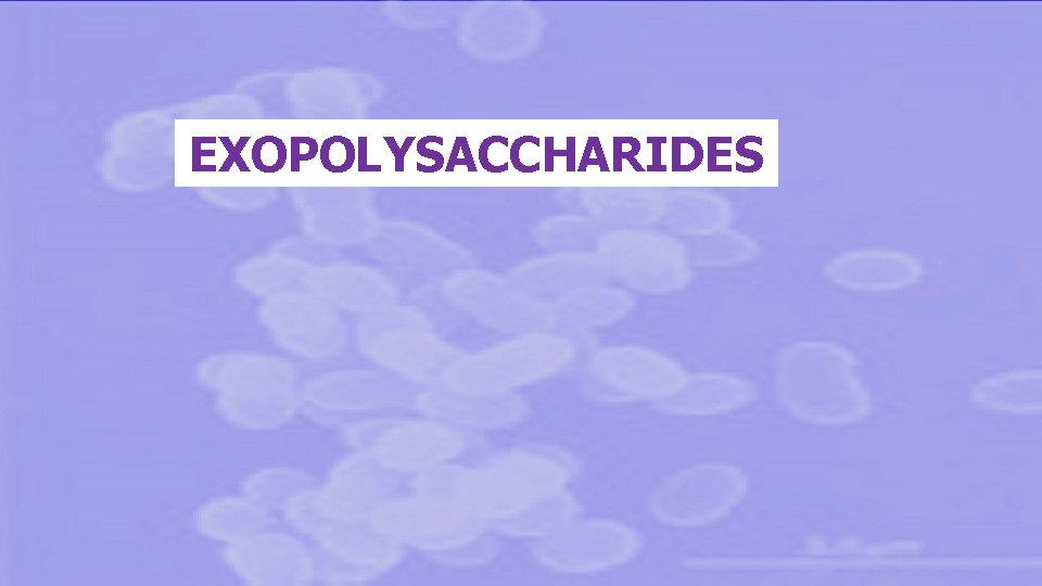 EXOPOLYSACCHARIDES 