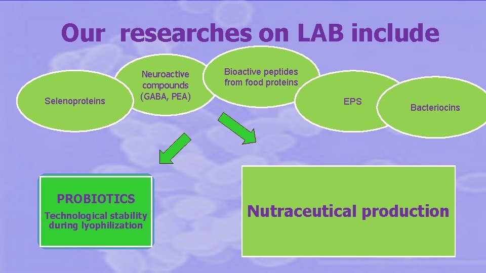 Our researches on LAB include Selenoproteins Neuroactive compounds (GABA, PEA) PROBIOTICS Technological stability during