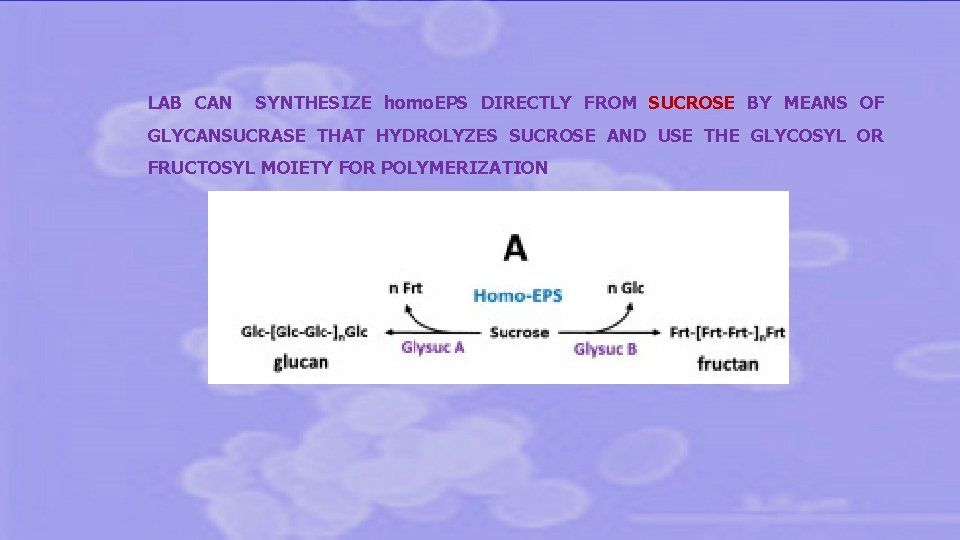 LAB CAN SYNTHESIZE homo. EPS DIRECTLY FROM SUCROSE BY MEANS OF GLYCANSUCRASE THAT HYDROLYZES