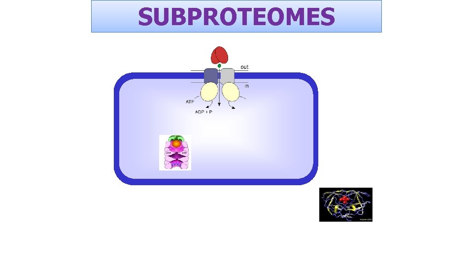 SUBPROTEOMES 