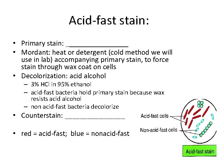 Acid-fast stain: • Primary stain: ________ • Mordant: heat or detergent (cold method we