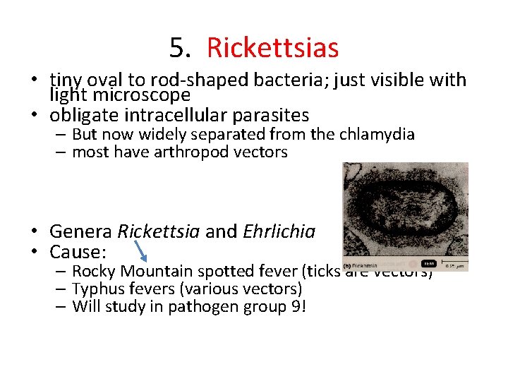5. Rickettsias • tiny oval to rod-shaped bacteria; just visible with light microscope •