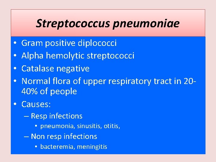 Streptococcus pneumoniae Gram positive diplococci Alpha hemolytic streptococci Catalase negative Normal flora of upper