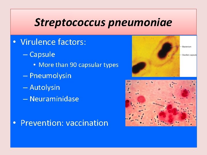 Streptococcus pneumoniae • Virulence factors: – Capsule • More than 90 capsular types –