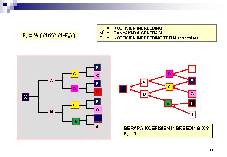 FX = KOEFISIEN INBREEDING M = BANYAKNYA GENERASI FA = KOEFISIEN INBREEDING TETUA (ancestor)