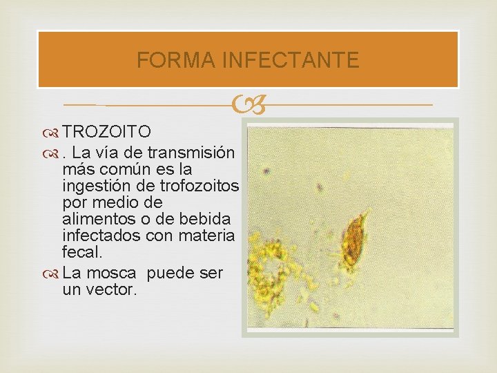 FORMA INFECTANTE TROZOITO . La vía de transmisión más común es la ingestión de