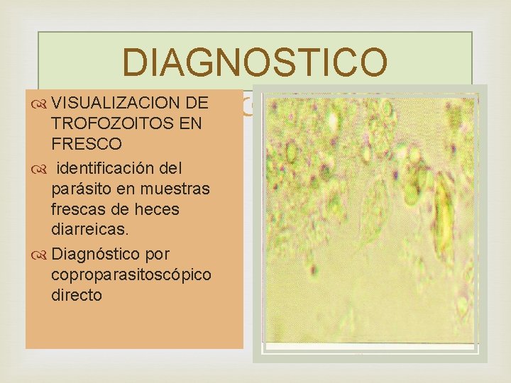 DIAGNOSTICO VISUALIZACION DE TROFOZOITOS EN FRESCO identificación del parásito en muestras frescas de heces