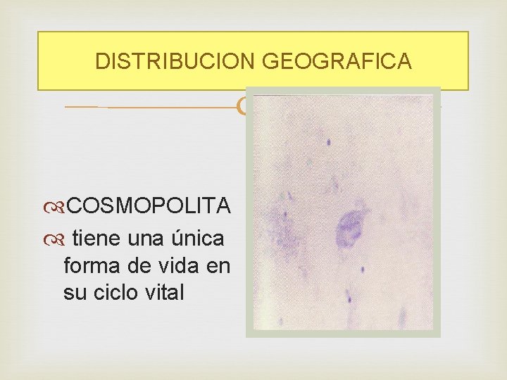 DISTRIBUCION GEOGRAFICA COSMOPOLITA tiene una única forma de vida en su ciclo vital 