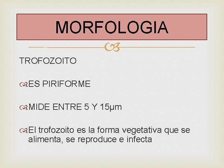 MORFOLOGIA TROFOZOITO ES PIRIFORME MIDE ENTRE 5 Y 15μm El trofozoito es la forma