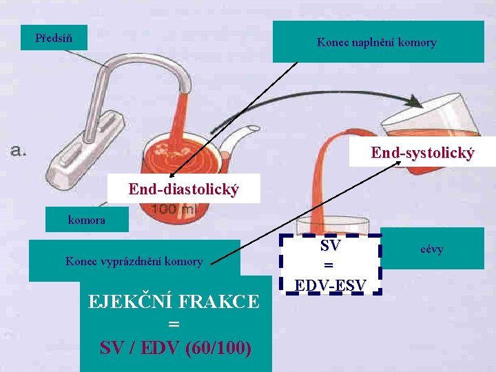 Předsíň Konec naplnění komory End-systolický End-diastolický komora Konec vyprázdnění komory EJEKČNÍ FRAKCE = SV