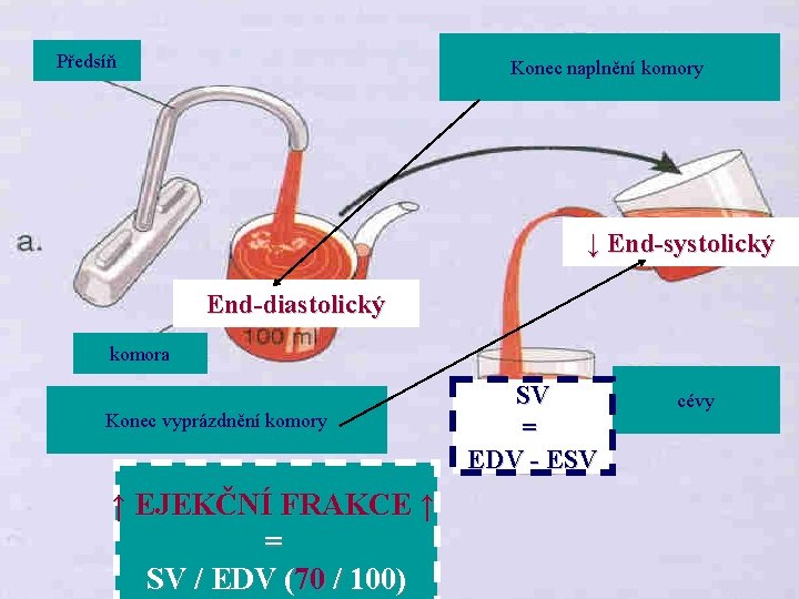 Předsíň Konec naplnění komory ↓ End-systolický End-diastolický komora Konec vyprázdnění komory ↑ EJEKČNÍ FRAKCE