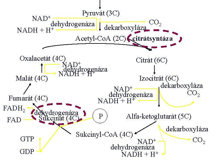 Pyruvát (3 C) dehydrogenáza dekarboxyláza CO 2 NADH + H+ Acetyl-Co. A (2 C)