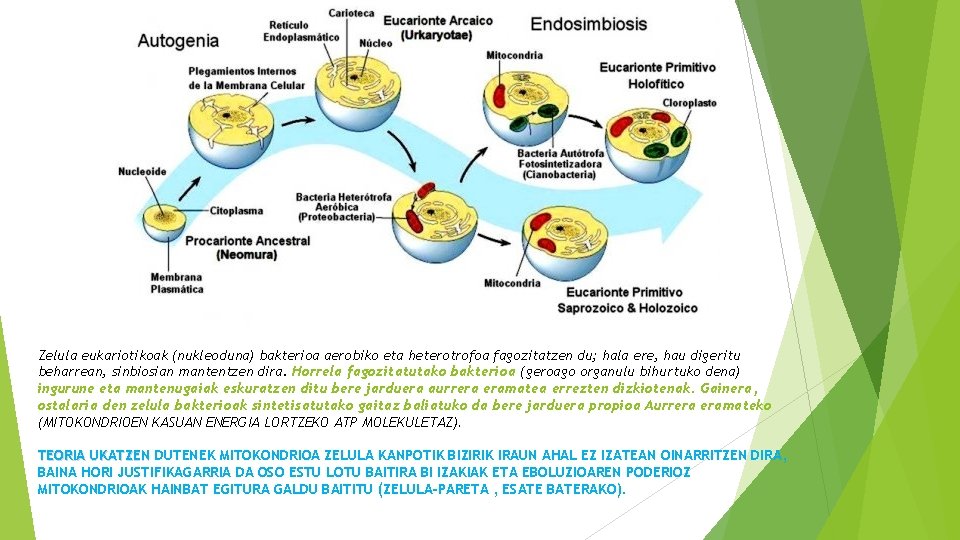 Zelula eukariotikoak (nukleoduna) bakterioa aerobiko eta heterotrofoa fagozitatzen du; hala ere, hau digeritu beharrean,