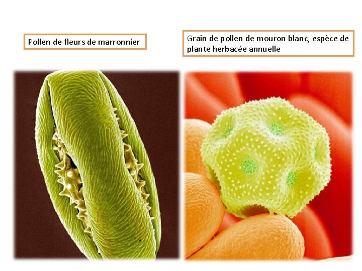 Pollen de fleurs de marronnier Grain de pollen de mouron blanc, espèce de plante