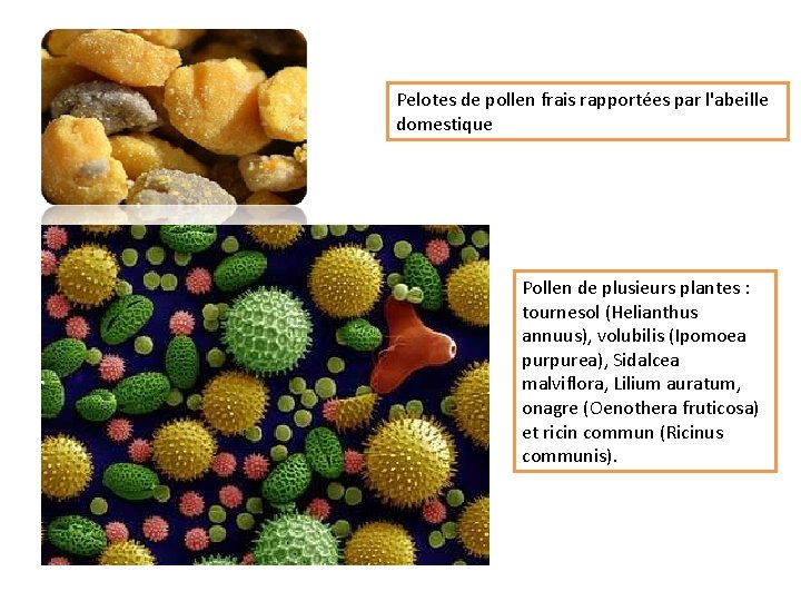 Pelotes de pollen frais rapportées par l'abeille domestique Pollen de plusieurs plantes : tournesol