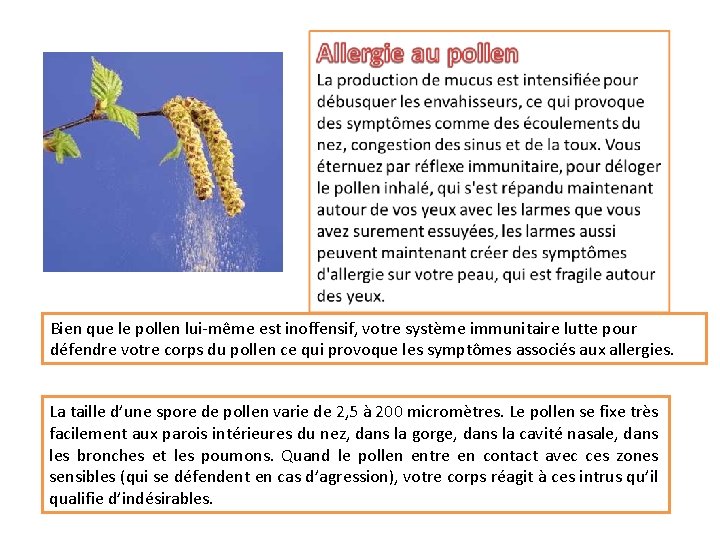 Bien que le pollen lui-même est inoffensif, votre système immunitaire lutte pour défendre votre