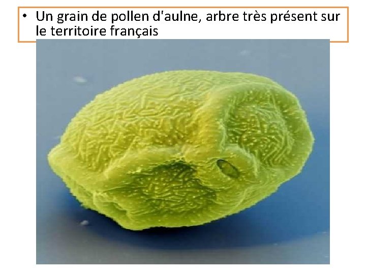  • Un grain de pollen d'aulne, arbre très présent sur le territoire français