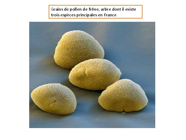 Grains de pollen de frêne, arbre dont il existe trois espèces principales en France