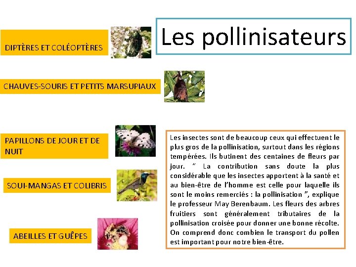 DIPTÈRES ET COLÉOPTÈRES Les pollinisateurs CHAUVES-SOURIS ET PETITS MARSUPIAUX PAPILLONS DE JOUR ET DE