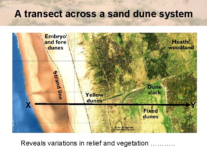 A transect across a sand dune system X Reveals variations in relief and vegetation