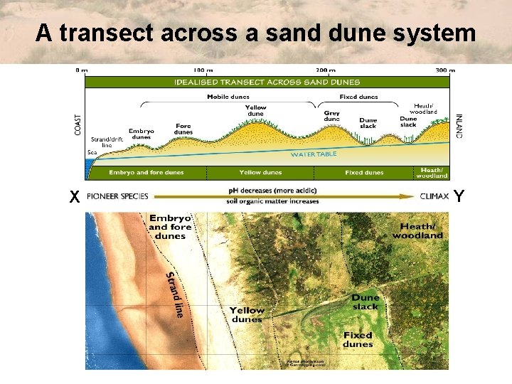 A transect across a sand dune system X Y 
