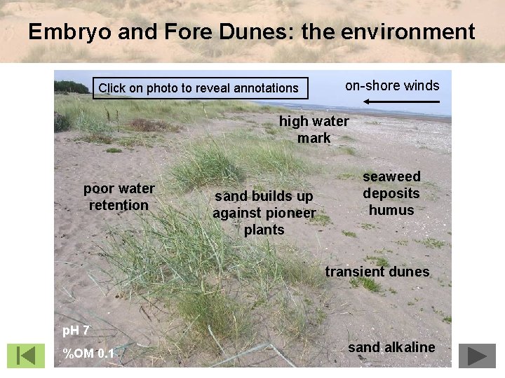 Embryo and Fore Dunes: the environment Click on photo to reveal annotations on-shore winds